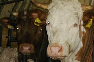 Im Kuhstall Haus Wiesenrand - Urlaub auf dem Bauernhof